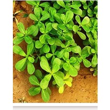 Tarım Ata Tohumu Yerli Semizotu 2000 Adet Tohum