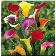 Karışık Renk Gala Çiçeği Soğanı 5 Adet