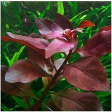 Repens Rubin Saksı- Canlı Bitki
