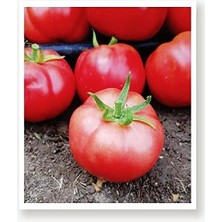 Tarım Ata Tohumu Yerli Pembe Köy Domatesi 100 Adet Tohum