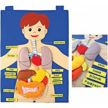 Vera Vtc AND-5120 Cırtlı Vücudumuz Pano 965874