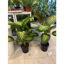 Fidanlıdan Difenbahya Çiçeği Canlı Salon Bitkisi Boy 1 Metre