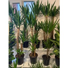 Fidanlıdan Yucca - Yuka Bitkisi Iki Gövdeli Yucca Avize Çiçeği Canlı Salon Bitkisi Boy 100 cm