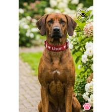 Chic Shoppine Köpek&kedi Kolyesi El Yapımı