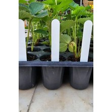 Agroera Bitki Etiketi - Fidan Etiketi - Fide Tanıma Etiketi - 100 Adet - Beyaz - 1.5 x 12 cm