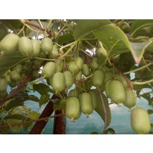 Bes Kivi İSSAİ KİVİBERRY (mini kivi) Kendine verimli Harici Tozlayıcı erkek fidana gereksinim duymaz.