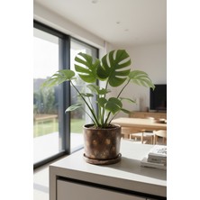 Mhd Özel Tasarım Kahve Rengi Beton Saksı + Tabak Seti