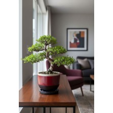 Mhd Orta Boy(1,5litre) Özel Tasarım Saksı Tabak Ağaç Saksısı Yuvarlak Oval Tasarım Saksılar