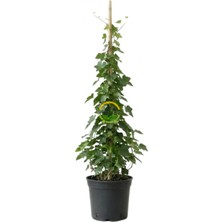 2 Yaş Yeşil Yapraklı Hedera Helix Orman Duvar Sarmaşığı Fidanı