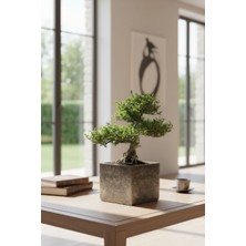 Mhd Özel Tasarım Orta Boy Kare Saksı Ağaç Saksısı