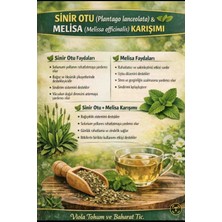 Viola Sinirotlu Melisa Çayı