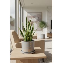 Mhd Büyük Boy Özel Tasarım Beton Saksı Tabak 20 cm ( 5 Lt. )