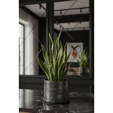 Mhd Büyük Boy Özel Tasarım Beton Saksı Tabak 20 cm ( 5 Lt. )