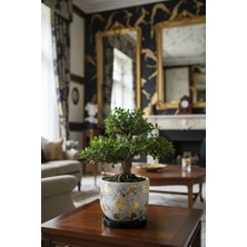 Mhd Special Orta Boy Saksı + Tabak Seti