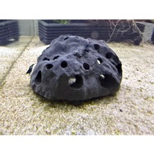 BarsDepo Karides Mağarası Akvaryum Dekoru – Karidesler Için Saklanma Alanı | Doğal ve Güvenli Akvaryum Aksesuarı