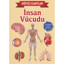 Eğitici Kartlar Insan Vücudu