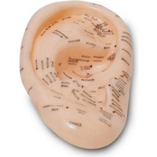 Derin Stok Kulak Akupunktur Modeli Detaylı Nokta Gösterimi