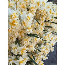 Tropikal Antalya Mis Kokulu Karaburun Nergiz (Nergis) Soğanı 10 Adet