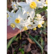 Tropikal Antalya 3 Adet Yoğun Kokulu Nergis Çiçek Soğanı (Nergız)-