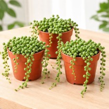 3’lü Tesbih Bitkisi Seti (Senecio Rowleyanus) – 5,5 cm Saksıda Canlı Sukulent