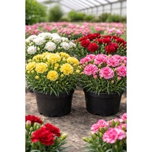 Karanfil Bitkisi Canlı (Dianthus) – Tekli Saksıda Çiçekli Bahçe & Balkon Bitkisi