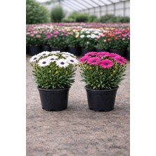Bodrum Papatyası (Osteospermum) Canlı Saksı Çiçeği 10-20 cm – Tekli Bitki