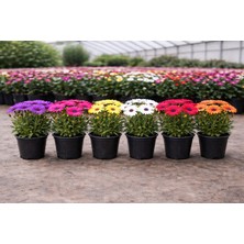 2 Adet Bodrum Papatyası (Osteospermum) – Canlı Saksı Çiçeği 10-20 cm