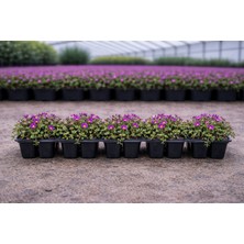 5 Adet Acem Halısı Mor (Delosperma) – 5.5 cm Viyolde Canlı Yer Örtücü Bitki