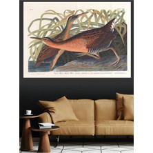 Mushen Studio Su Tavuğu Rallus Elegans Marsh Hen Vintage Kuş Kanvas Tablo