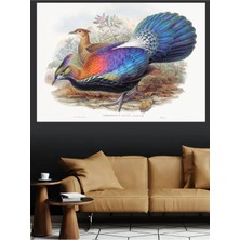 Mushen Studio Himalayan Sülün Lophophorus Lhuysii Klasik Kuş Kanvas Tablo