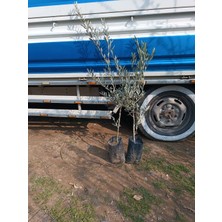 3 Adet Tirilye Zeytin Fidanı