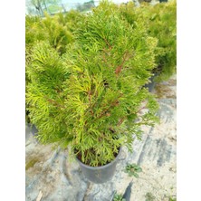 Tunç Botanik SMARAGD MAZI FİDANI - YEŞİL ÇİT BİTKİSİ