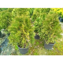 Tunç Botanik BATI MAZISI FİDANI 5 ADET (Thuja Occidentalis Smaragd) - ÇİT BİTK