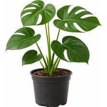 Deve Tabanı Monstera Deliciosa 15-30 cm Saksılı – Genç Form Iç Mekan Salon Bitkisi