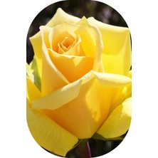 Mert Tarım Saksılı Gül Fidanı Sarı Kokulu Yediveren 10-20 cm