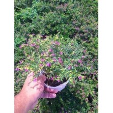 Peyzaj Yağmur Kufeya Cennet Çiçeği Fidanı 10-20 cm