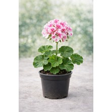 Bol Çiçekli Klasik Sardunya 15-25 cm Saksılı – Karışık Renk Gönderim (Pelargonium)