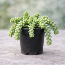 Sedum Burrito Sukulent 5,5 cm Saksılı – Sarkıcı Form Dolgun Yapraklı Sukulent