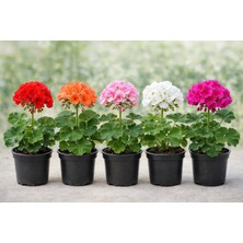 Ikili Sardunya 15-25 cm – Üretim Saksılı Karışık Renk Balkon Çiçeği