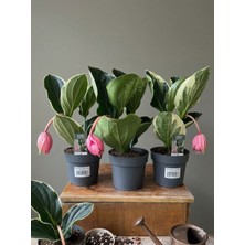 Greenvila Medinilla Magnifica (Medinella) Canlı Tropikal Salon Bitkisi | Pembe Çiçekli Medinilla | Büyük Yapraklı Dekoratif Iç Mekan Bitkisi