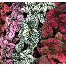 Biorganix Yeşil Mor Fittonia Hostes Çiçeği Çilli Yaprak Güzeli 10-20 cm