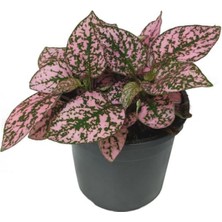 Biorganix Fittonia Hostes Çiçeği Çilli Yaprak Güzeli Pembe Yeşil 10-20 cm