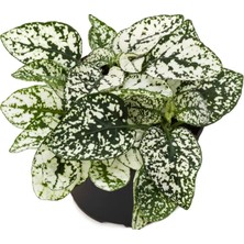 LS Hostes Çiçeği Hypoestes Çilli Yaprak Çiçeği Beyaz