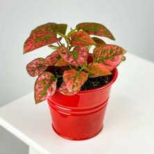 Serra Hypoestes - Red - Hostes Çiçeği Fidanı Kırmızı Çilli 10-20 cm