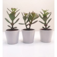Rosetta Bitki Para Çiçeği 3'lü Crassula Ovata Sukulent Fidanı 3 Adet 10-20 cm