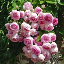 Biorganix Yediveren Pembe Beyaz Sarmaşık Ponpon Gül Fidanı 5 Adet 15-25 cm