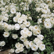 Biorganix Beyaz Yediveren Sarmaşık Gül Fidanı 5 Adet 10-20 Cm