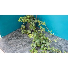 Bitki Tasarımı Hedera Helix Sarmaşık Duvar Sarmaşığı Orman Sarmaşığı Salon Sarmaşığı