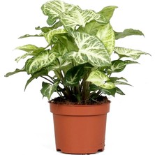 Viens Garden Syngonium Melek Kanadı Çiçeği Fidanı 10-20 cm