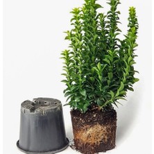 Floramut Saksıda Yeşil Taflan Bitkisi Çit Bitkisi 10-20 cm